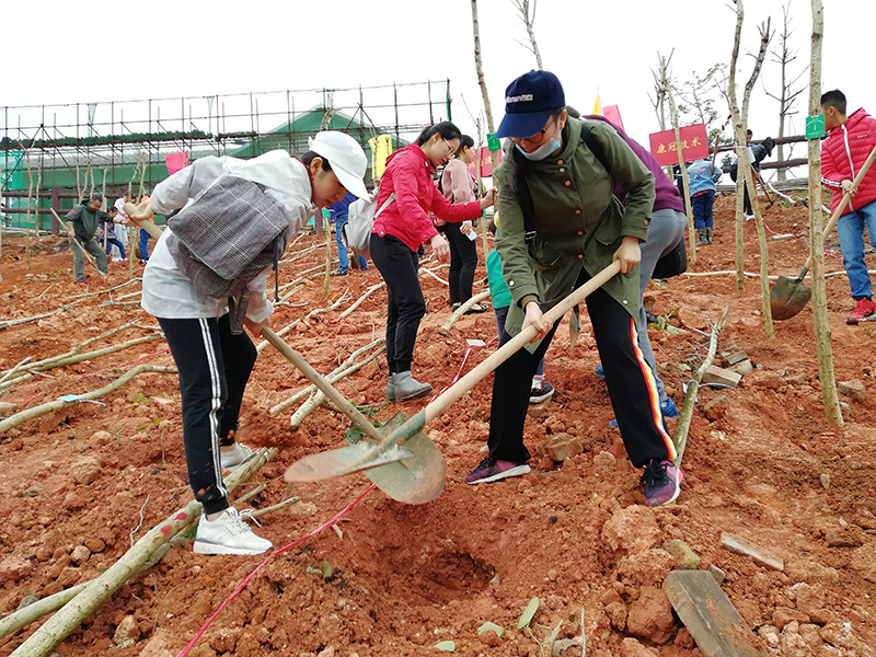 Tree planting—the scenery is within our reach